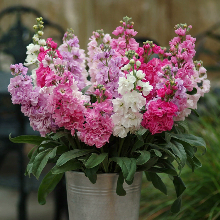 Double-flowered Violet Seeds